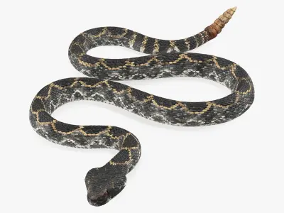  Snakes Rigged for Maya Collection 