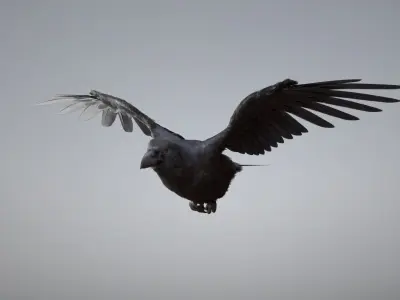  Raven Animated 