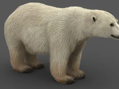  Polar Bear (2) (Animated) (Fur) model 
