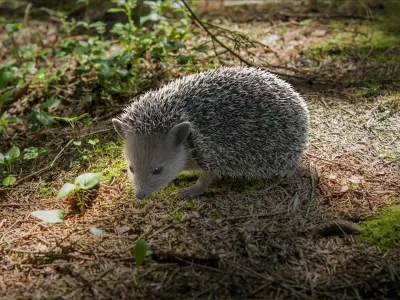  Hedgehog Rigged Xgen 