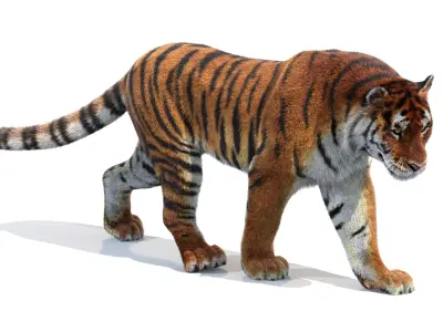  Tiger Amur Animated Fur 