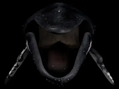  Megaptera novaeangliae [RIGGED] 