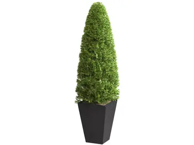 Decorative tree in garden pot RH Front Entrance Doors  3D model