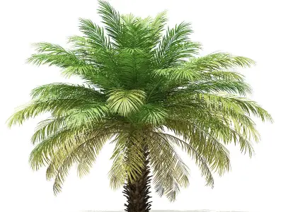 Date Palm Tree 3D Model 4m 3D model