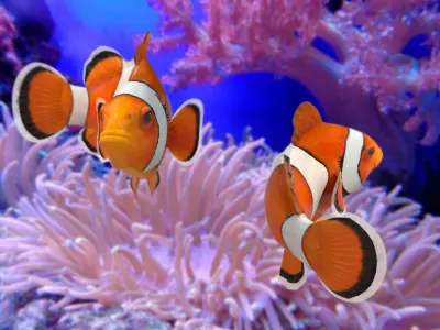  Clownfish (Animated) 