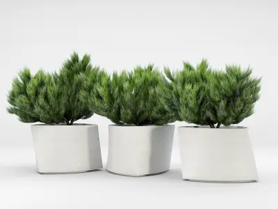 BILBAO Thuja 3D model