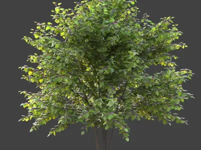 XfrogPlants Eastern Redbud - Cercis Canadensis  3D model
