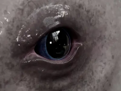  HQ Beluga Whale Mammal 