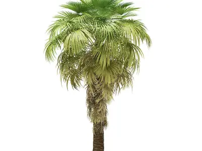 California Palm Tree 3D Model 6m 3D model