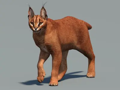  Animated Caracal and Lynx Tufted-Ear Wildcats 3D Bundle 