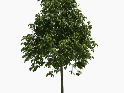 Aesculus x carnea briotii 201SU 3D model