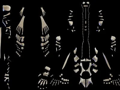  Male Ligaments Skeletal and Muscular System 