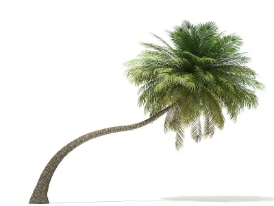 Coconut Palm Tree 3D Model 6m 3D model