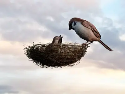 Birds Model - Scene 3D model - Bird  3D model