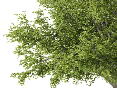 American beech tree 3D model