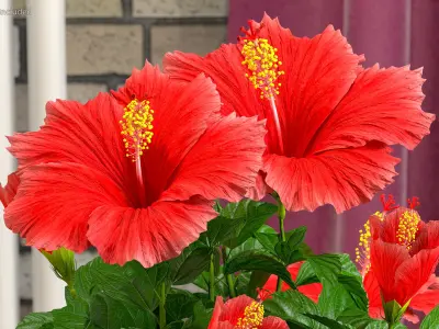  Blooming Red Hibiscus Flower 