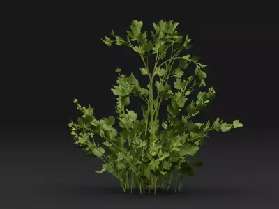 Parsley Plant 3D model