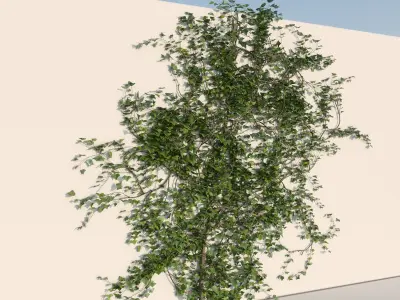 Realistic Climbing Ivy Collection 3D Model Pack