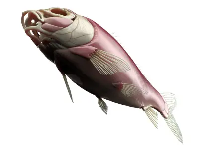  Full Fish Anatomy Static 