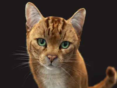  Cat Orange Tabby RIG - XGEN version 