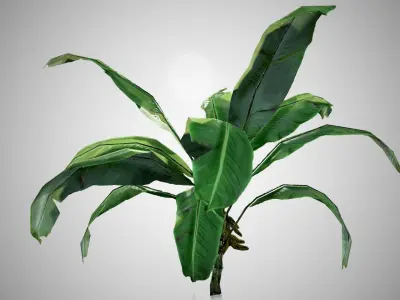 Banana Tree Low-poly 3D model