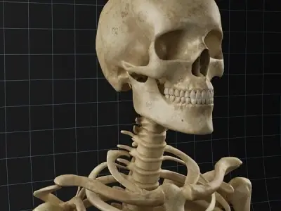 Anatomy skeleton 02 3D model