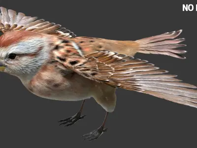  American Sparrow Fur Animated Rigged 
