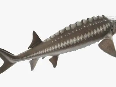  White Sturgeon Rigged for Maya 