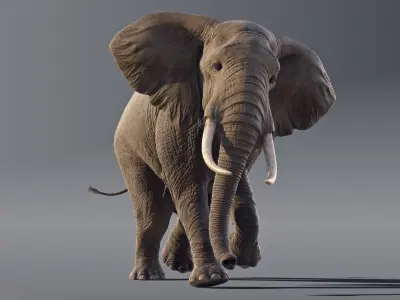  Elephant African Animated 