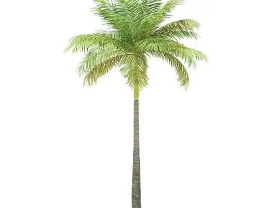 Bottle Palm Tree 3D Model 6m 3D model