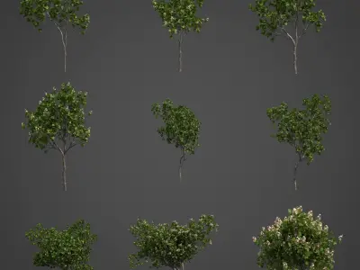 2021 PBR Quince Collection - Cydonia Oblonga 3D model