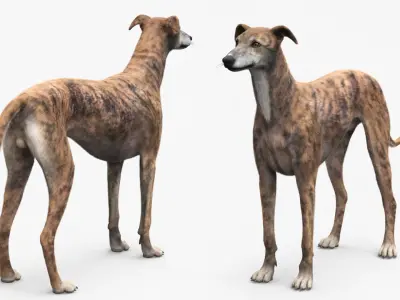  Greyhound Dog Male Brindle Fur for Cinema 4D 