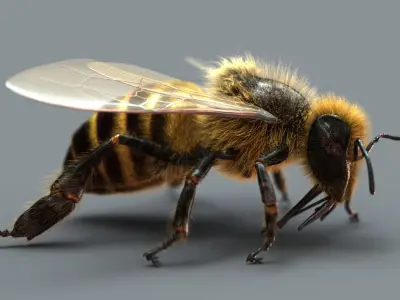  Honeybee (2) (ANIMATED) (FUR) 