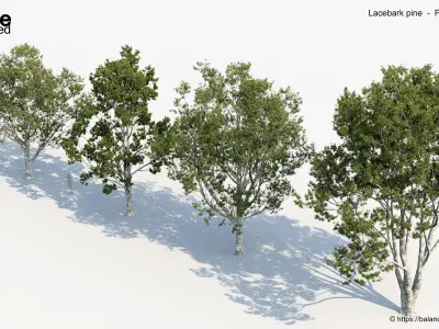 Lacebark pine Pinus bungeana 3D Model 3D model