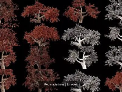 Red maple trees 3D Model Pack