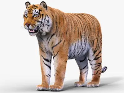  Tiger Rigged Fur 