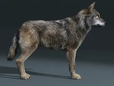  Gray Wolf(FUR)(RIGGED) 