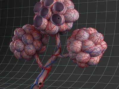 Anatomy collection 02 3D model