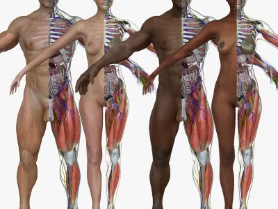 Ultimate Full Body Anatomy Collection 3D model