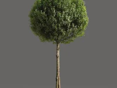 Globe Cherry Prunus Eminens Umbraculifera - 3 unique 3D models 3D model