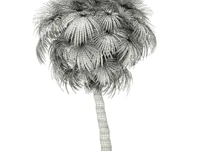 California Palm Tree 3D Model 7m 3D model