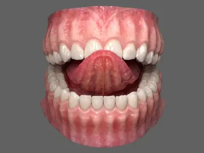  Realistic Dental Model With Gums Teeth and Tongue 