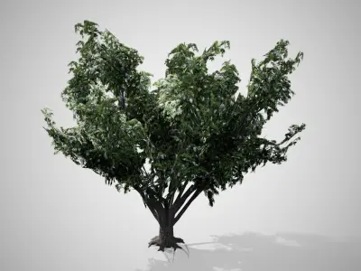 Black Elder Flowers Tree Low-poly 3D model