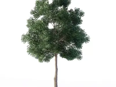 Small Leaved Lime Tree 460 cm Low-poly 3D model