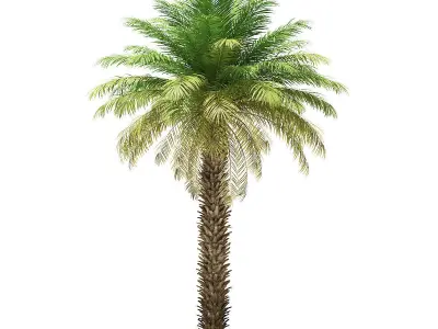 Date Palm Tree 3D Model 7m 3D model