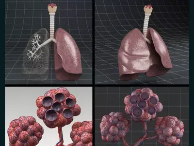 Anatomy collection 02 3D model