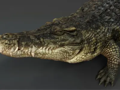  Crocodile ANIMATED 