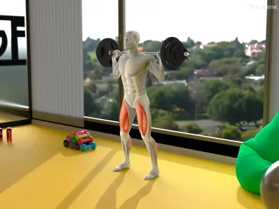  Male Muscular System Anatomy Squats 