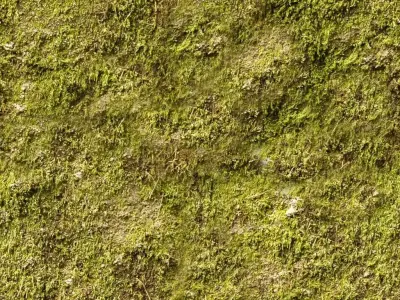 Photorealistic Moss Ground Texture  Texture