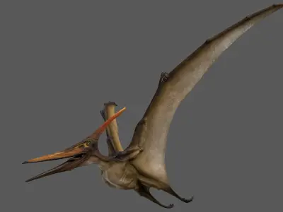  Pteranodon Longiceps Animated 
